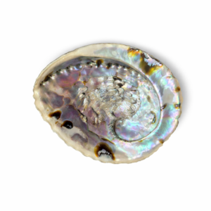 Abalone kagyló gyógynövény égető, óriás, 16-18 cm