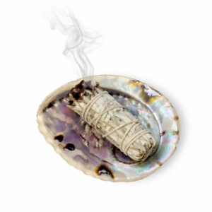 Abalone kagyló óriás 16-18 cm, kaliforniai fehér zsálya szett